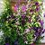 Susan Bellflower's profile image