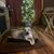Lisa Howser's profile image