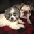 Michelle Elizabeth Coniglio's profile image