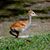 Woodbine Lombardo's profile image