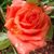 Tanya King's profile image