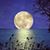 Linda M Lambert's profile image