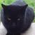 Connie LeJeune-Oien's profile image