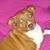 Deb Aziz's profile image