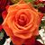 Wanda Wallace Bossalina's profile image