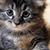 Tracey Silverstein's profile image