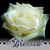 Susan Guerrera De Dios's profile image