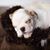 Andrea Marie's profile image