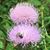 Tracey Lynn Zoller's profile image