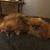 Lisa Messer Gunn's profile image