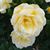 Julie Carius Strahl's profile image