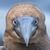 Barry Phillips's profile image