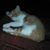 Amie Whiddon Cleghorn's profile image