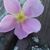 Anahi Zepeda's profile image