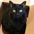 Sandra Golash's profile image