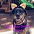 Mary Gibbons Kardos's profile image