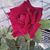 Ruby Gille's profile image