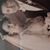 Josephine Carroccio Barrett's profile image