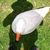 Mary Sacher's profile image