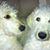 Anni Jackman Fickel's profile image