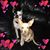 Janice Bowmaker's profile image