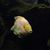 Suzette Ingle's profile image