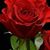 Amina Rosner's profile image