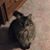 Debbie A. Pugh's profile image