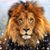 Carol Edwards's profile image