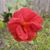 Hilda Machuca's profile image