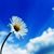 Angie Woodard's profile image