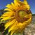 Elizabeth Adams-Marks's profile image