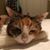 Lizzie Hackett's profile image