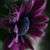 Gabriela Olguin's profile image