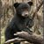 Amber L Carty-Heil's profile image