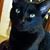 Joyce Jenkins's profile image