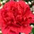 Amy Susan Hicks's profile image