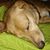 Liz Hutchison's profile image