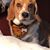 Ginny McGee Williams's profile image