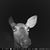 Huck Chambers's profile image