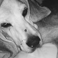 Nancy Willis-Holecek's profile image