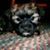 Connie Peck's profile image