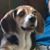 Dave Hodges's profile image