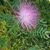 Cheryl Palmer-Srnka's profile image