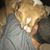Santo Lentini's profile image