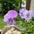 Diane Dobo Dickey's profile image
