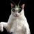 Cindy Lee's profile image