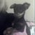 Lawana Swicegood Crocker's profile image