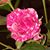 Kim Celaya's profile image