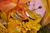Rosalea P.'s profile image